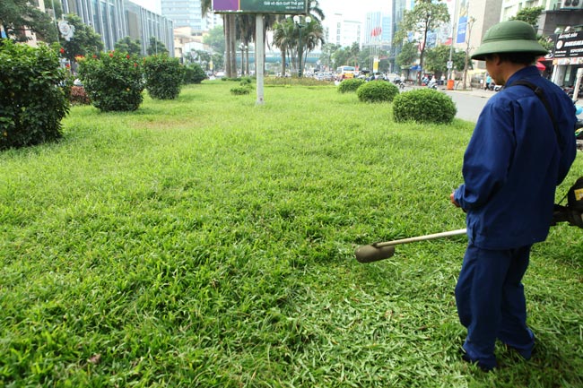 dịch vụ cắt cỏ khuôn viên công ty